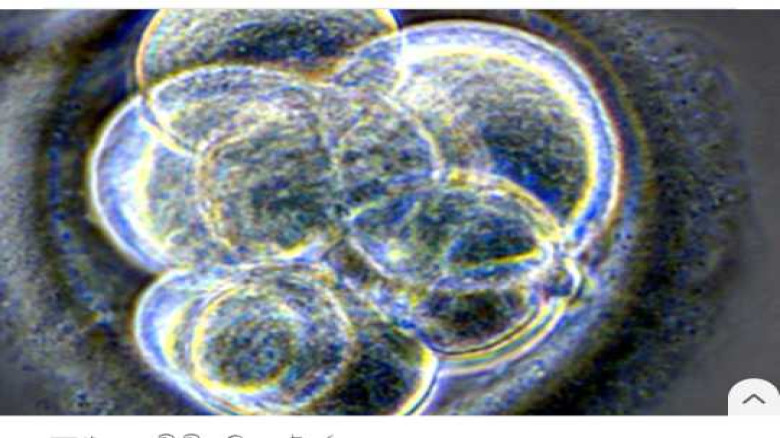 ৩০ বছরের পুরোনো হিমায়িত ভ্রূণ থেকে শিশুর জন্ম।...