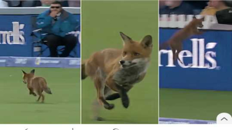 একপেশে ম্যাচে ‘ক্যামিও’ খেলল শিয়াল...