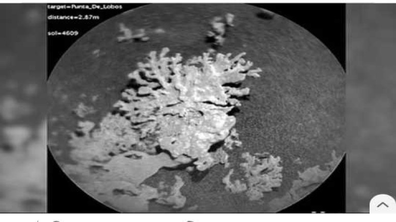 মঙ্গল গ্রহে প্রবাল আকৃতির পাথরের সন্ধান...